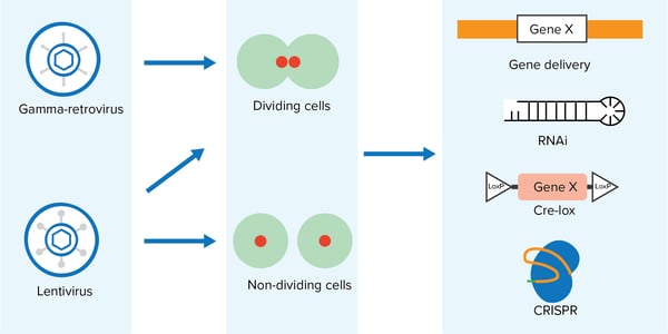 lentivirus and gamma-retrovirus genetics