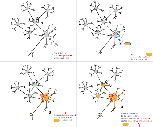 rabies for monosynaptic tracing