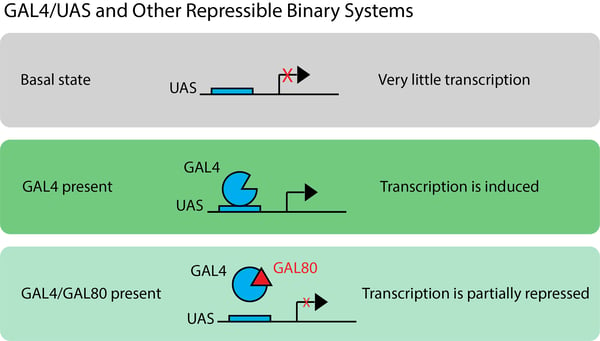 Schematic showing UAS with very little transcription; GAL4 present with transcription induced; Gal4/Gal80 present with transcription partially repressed.