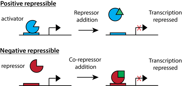 schematic showing comparison between positive repressible and negative repressible promoters
