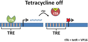 Tetracycline Off System Schematic
