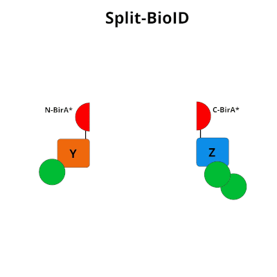 identifying protein protein interactions with split bioID