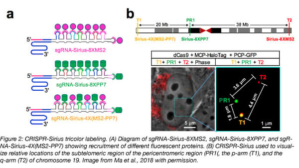 CRISPR Sirius tricolor labeling