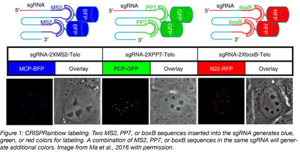 CRISPRainbow multicolor labeling