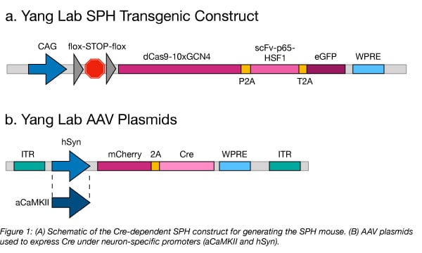 Schematic of Cre-dependent SPH construct and AAV plasmid used to express Cre under neuron-specific promoters