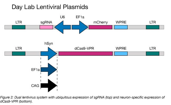 gene map of dual lentivirus system with ubiquitous expression of sgRNA and neuron specific expression of dCas9-VPR