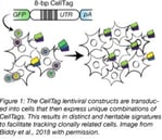 Single-cell tracking of lineage and identity with CellTag