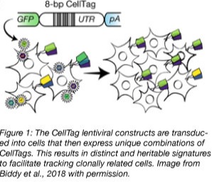 CellTag lineage tracing overview