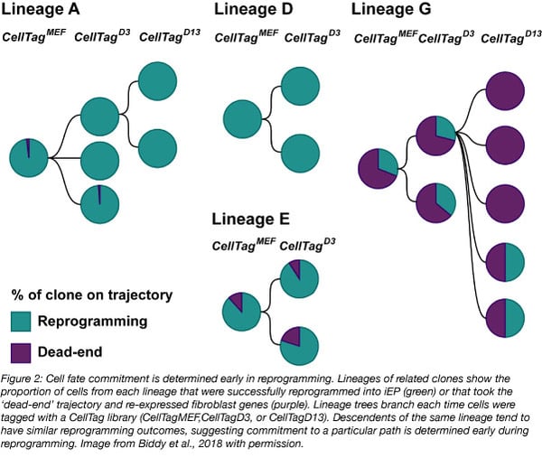 CellTag reprogramming lineages