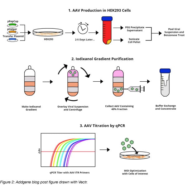 AVV production and purification figure made with Vectr