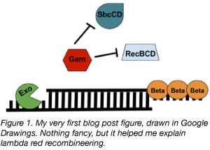 lambda red recombineering cloning designed in google drawings