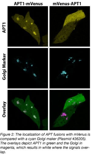 APT mVenus protein fusions