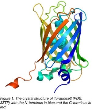 mTurquoise crystal structure