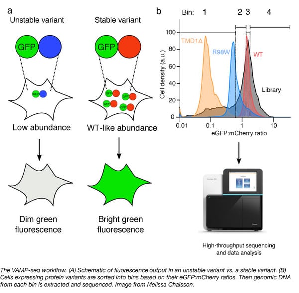 VAMP-seq workflow to identify protein variants