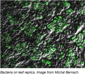 bacteria on leaf replica