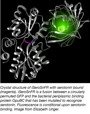 crystal structure of serotonin sensor iSeroSnFR