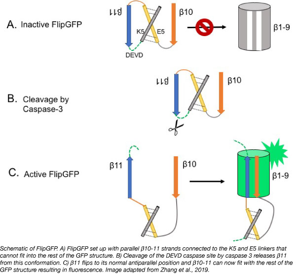 FlipGFP caspase reporter schematic