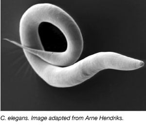 C elegans worm