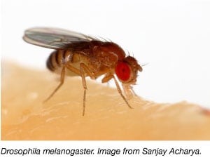 Drosophila melanogaster