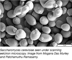 Saccharomyces cerevisiae SEM