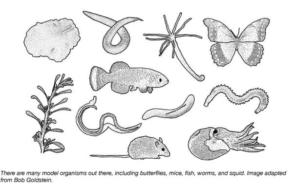 Five Popular Model Organisms