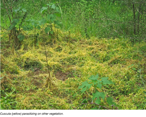 Cuscuta weed parasitizing on other vegetation