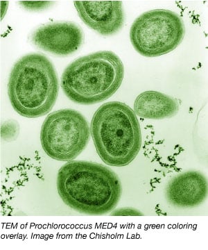 TEM of Prochlorococcus MED4 with green coloring overlay