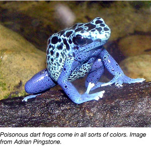 blue poisonous dart frog
