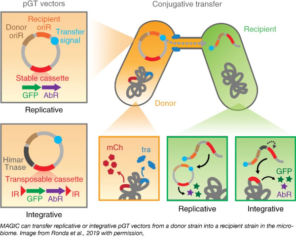 MAGIC can transfer replicative or integrative pGT vectors from donor to recipient in the microbiome