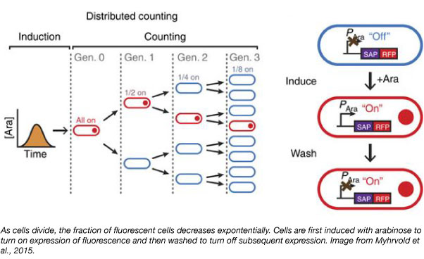 cell division counting plasmids