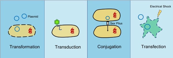 transformation, transduction, conjugation, and transfection comparison