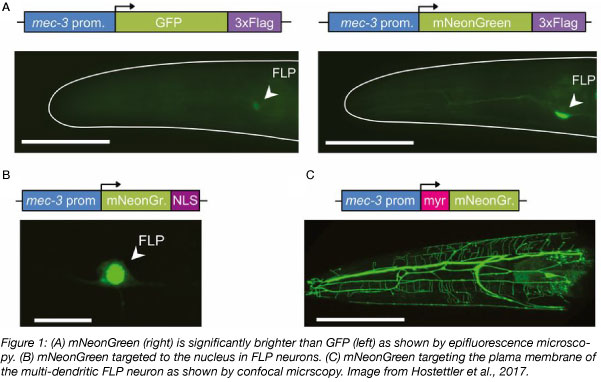 mNeonGreen fluorescence is significantly brighter than GFP
