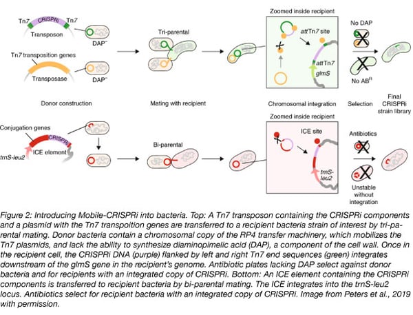 mobile CRISPRi conjugation methods