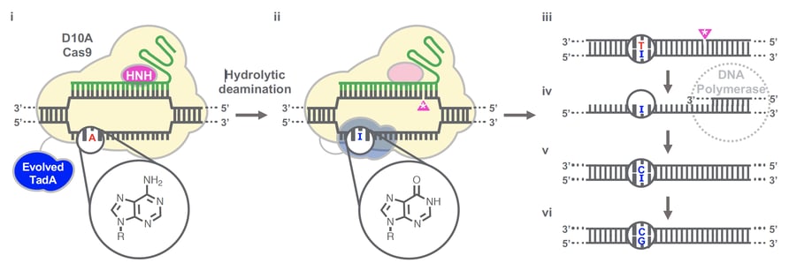 A schematic of ABE activity. The first panel shows D10A Cas9 binding to DNA and separating the strands. One strand base pairs to the gRNA, while the other remains single-stranded. TadA targets an A base in the single-stranded region. An arrow labeled "hydrolytic deamination" leads to the second panel. This panel is similar, but the A base has been converted to an I, with the amine group converted to a ketone. D10A Cas9 has cleaved the opposite DNA strand paired to the gRNA. Panels 3-6 show the successive steps of DNA modification and repair after ABE dissociation. Panel 3 shows a T:I base mismatch and a nicked DNA strand. Panel 4 shows the nicked strand being replaced by DNA polymerase. Panel 5 shows repaired DNA with a C:I base pair. Panel 6 shows the I base converted to a G for a C:G base pair.