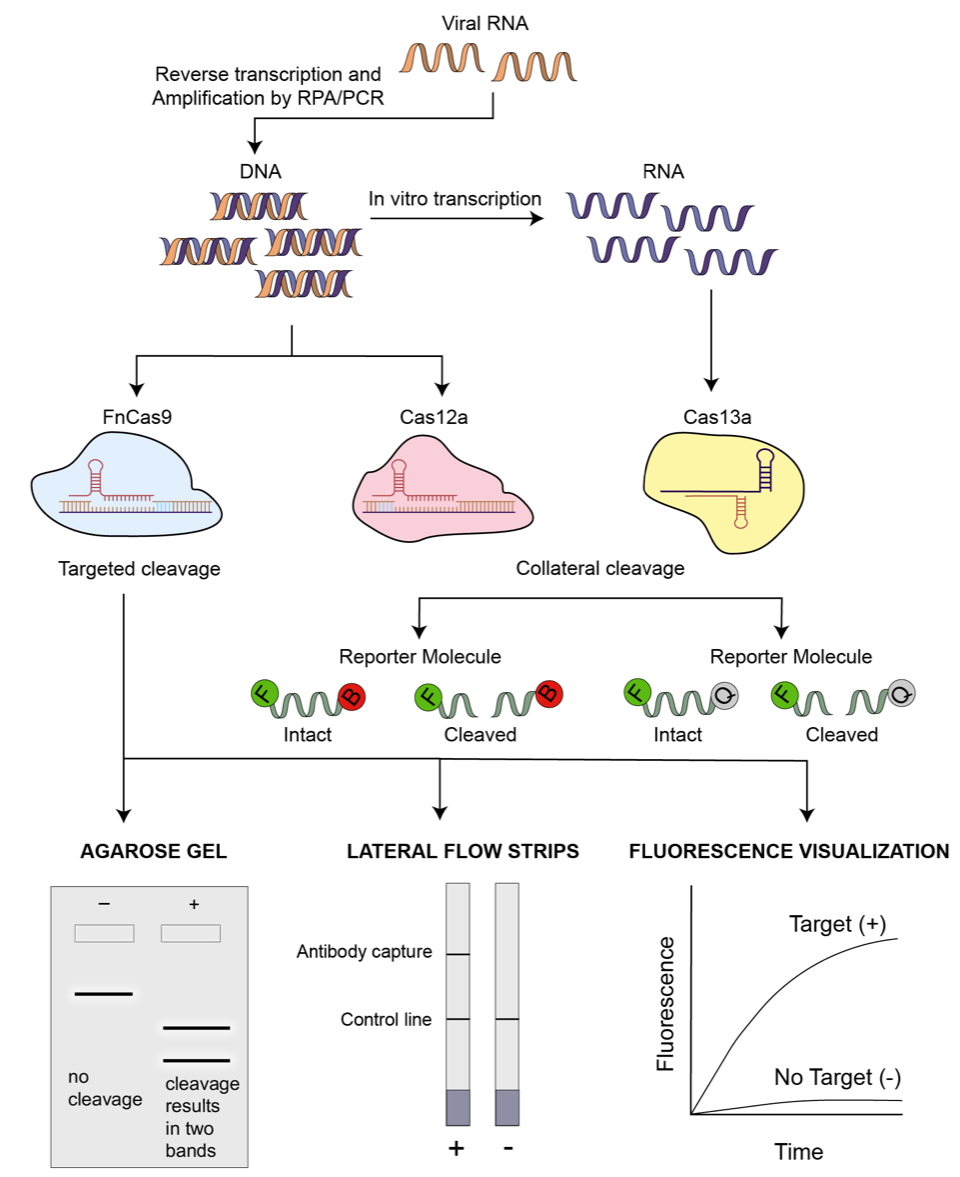 SARS CoV 2 COVID 19 Detection Methods Based On CRISPR Cas
