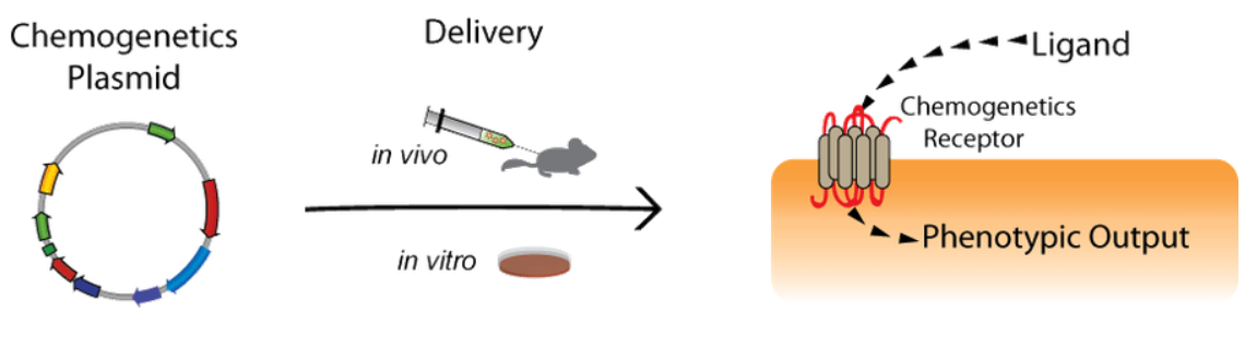 A chemogenetics plasmid delivered either in vivo or in vitro. This results in a chemogenetic receptor being expressed on a cell where a ligand can activate it to give a phenotypic output.
