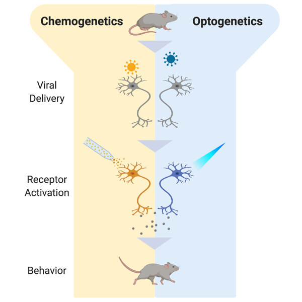 Schematic of chemogenetics versus optogenetics in terms of viral delivery, receptor activation, and behavior