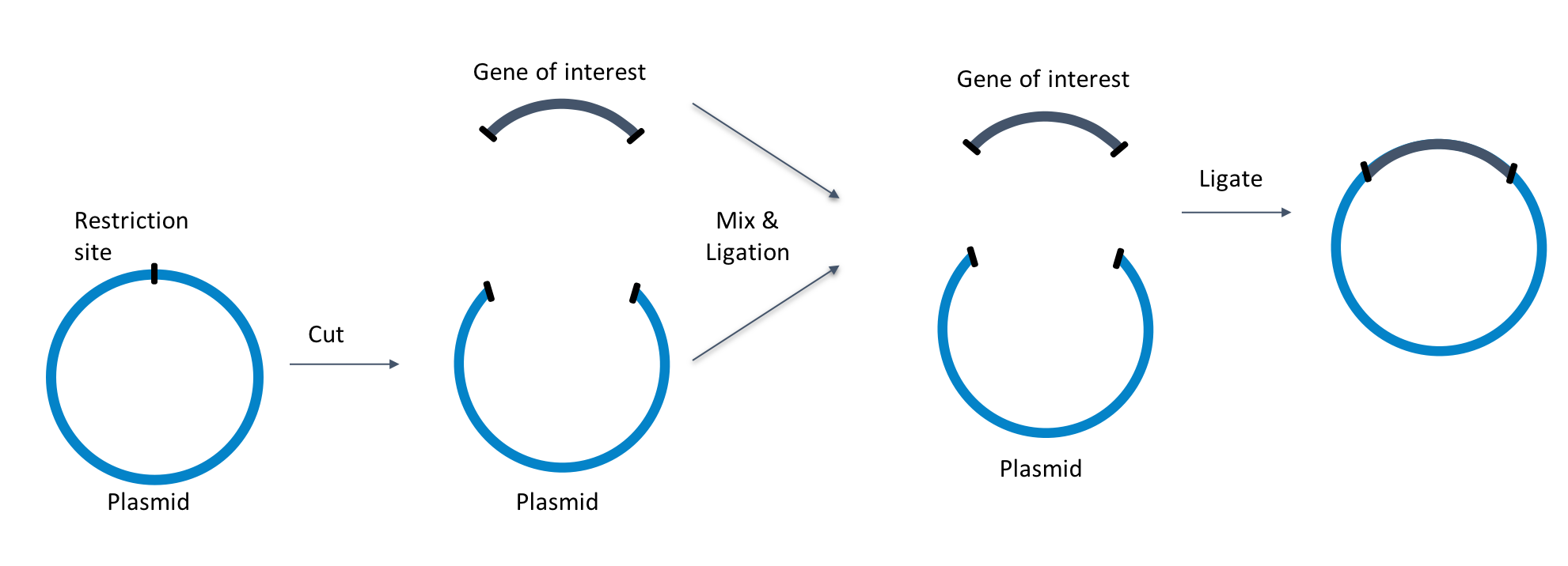 Plasmid Preps Different Purity, Different Quantities, Different Uses