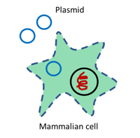 Transfection