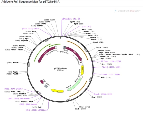 a plasmid map of pET21a-BirA created by SnapGene