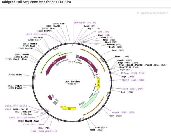 Plasmid map. Annotations on the outside of the plasmid indicate cut sites; annotations on the inside of the plasmid indicate parts of the plasmid.