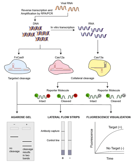 Flowchart of CRISPR diagnostic tests that begin with viral RNA with a readout either on an agarose gel, lateral flow strips, or fluorescence visualization