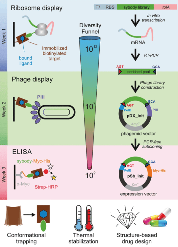 Sybody selection strategies begins with ribosome display, then moves to phage display, and finally ELISA.