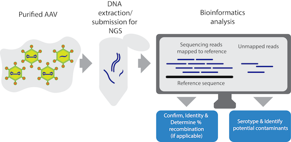 A flowchart explaining viral genome sequencing steps. It begins with purified AAV, then DNA extraction and submission for NGS, and finally bioinformatics analysis