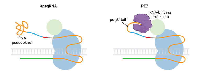 A cartoon depicting two different strategies for protecting the 3′ ends of pegRNAs.   epegRNAs include a 3′ highly structured RNA pseudoknot.   PE7 includes the RNA-binding protein La fused to the prime editor. The pegRNA is shown with an extended 3′ polyU tail bound by PE7.