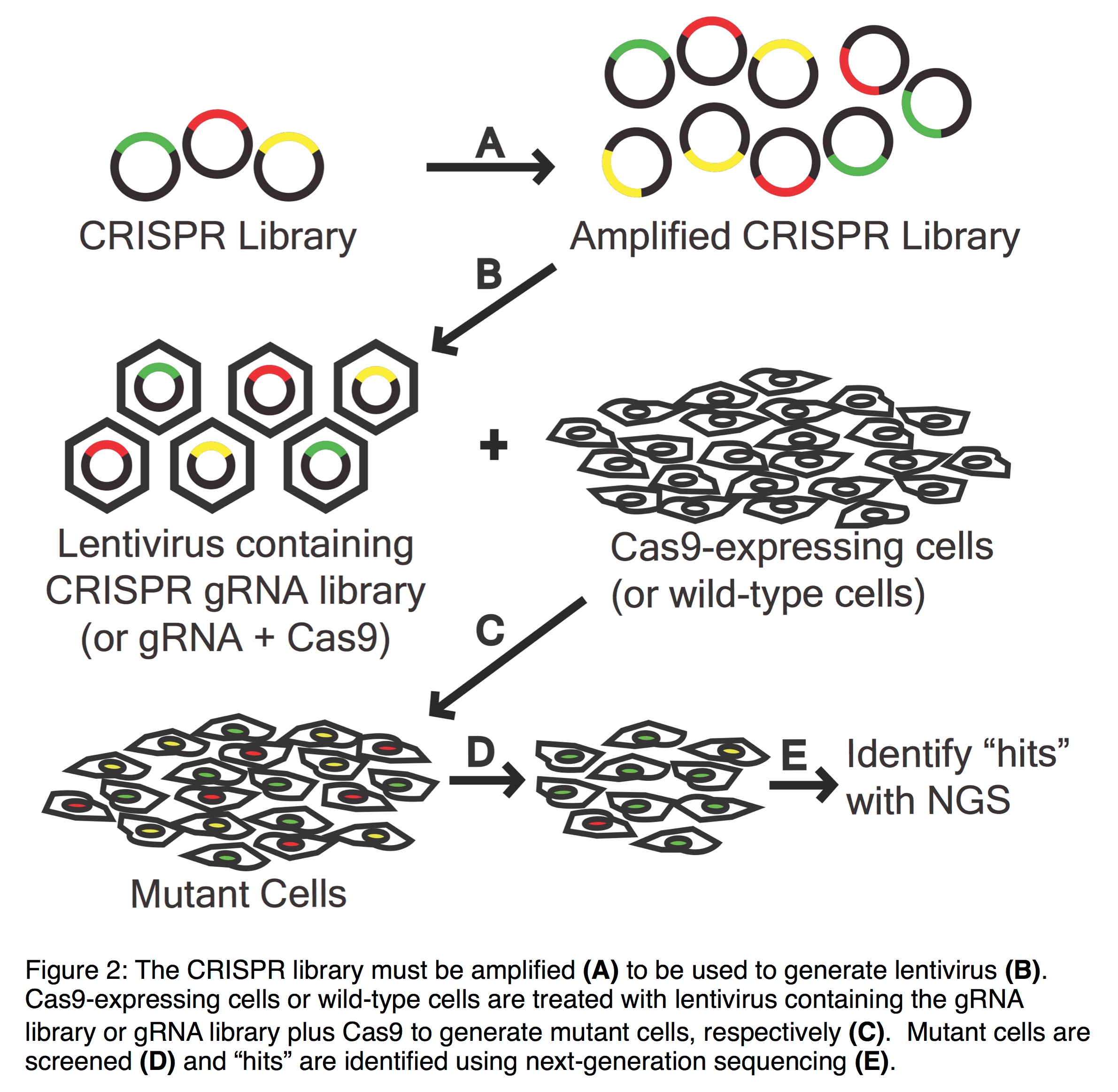 Genome-wide Screening Using CRISPR