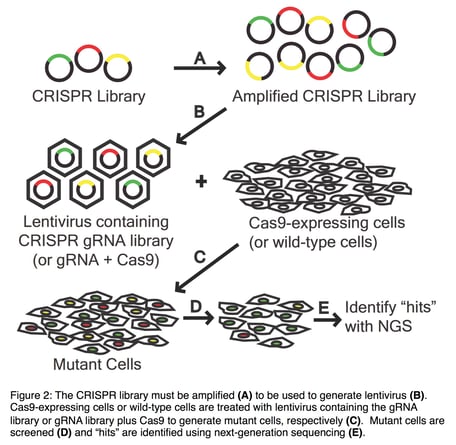 Steps involved in a CRISPR screen. First, the CRISPR plasmid library is amplified. Next, this library is packaged into lentivirus. Then Cas9-expressing cells are transduced with this virus. Mutant cells are screen and "hits" are identified using next-generation sequencing.