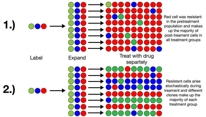 Potential outcomes of cancer drug resistance screening: 1) resistant cells in different replicates would contain the same ClonTracer labels because they would come from the same pre-existing resistant parent cells; 2) resistant cells from different replicates would have different ClonTracer labels because they would stochastically arise from different cells throughout the selection process and were not pre-existing.