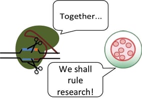 CRISPR and AAV: together they shall rule research!