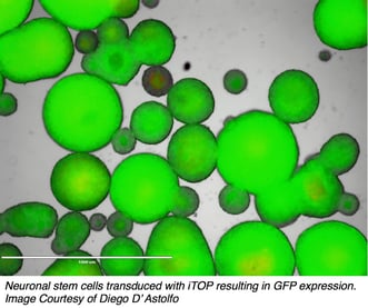 GFP iTOP Neuronal Stem Cells Neuronal stem cells transduced with iTOP resulting in GFP expression.